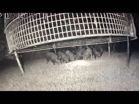 MORE PIGS CAUGHT IN THE BIG PIG TRAP