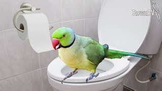 Do Parrots Pee or Poop