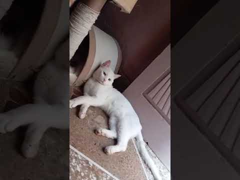 Cat family beautiful white cat family #youtube #shorts
