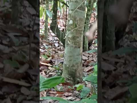 cómo es un árbol de chiche,Tuzantan Chiapas México, ánimo..