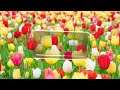 Poothathu Poonthoppu DHOLL Reimx Song Dj அளப்பர Official Use Headphone
