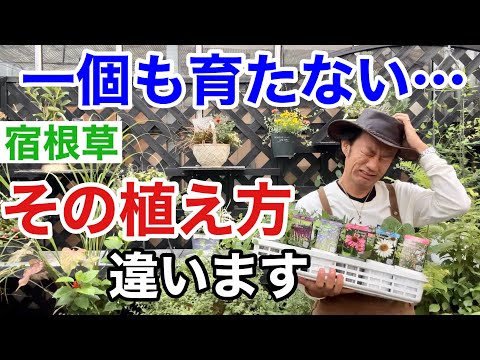 夏にきれいな花を咲かせるには、3月にどの球根花を植えるべきですか?  庭園