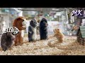 G Force Movie Scene In Tamil Movie Scene