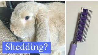 Why is my Rabbit Shedding so much?