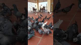 Download lagu my birds 🇰🇭🇰🇭| Travelogue by Ofa Yaad mp3