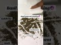 Basil Leaf ️ General Reading