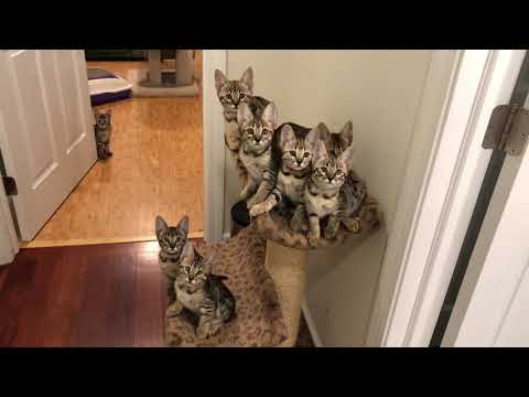 SBT Savannah Kittens practicing synchronized staring