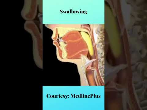 How swallowing works?