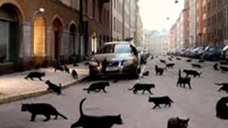 Zachary Breaux - ALL BLUES *k-kat blues & jazz café*