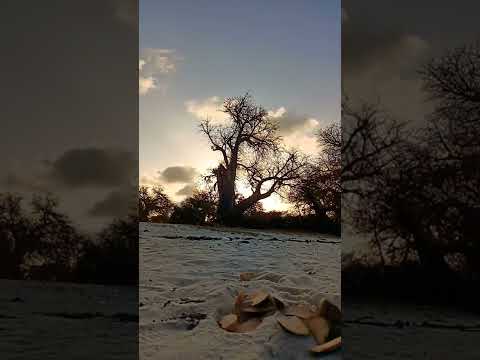 beautiful time lapse in the south coast of Kenya, the beaches of Diani #timelapse #dianibeach #beach