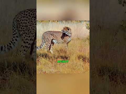 Cel mai răzbunător animal de pe Pământ! 😳 #viral #shorts