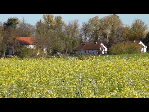 Od polja gorušice do mirne Drave