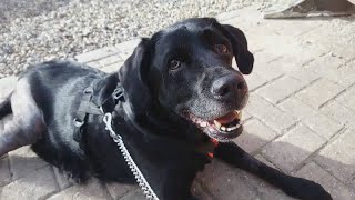 Snoopy Recovery and a Hedgehog (5)