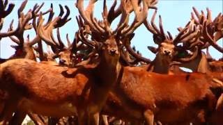 Road Trip Indonésie et Nouvelle Zélande