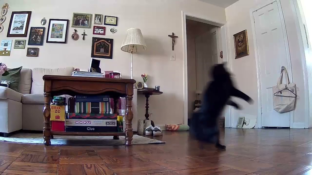 Paisley Skedaddles Out on Hind Legs || ViralHog