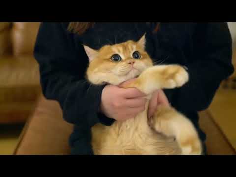 Baby shark Challenge