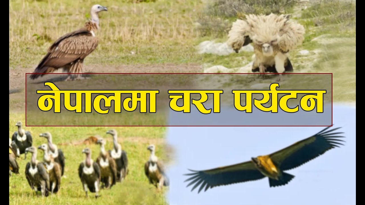 Rajendra Gurung Interview with Presentation (September, 2020)