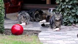 Katze Mimi - Fütterung der Streuner