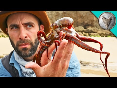WILL IT INK?! – Catching an Octopus