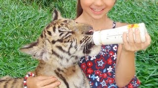 preview picture of video 'CUTE Tiger Cubs Need Your Help!'