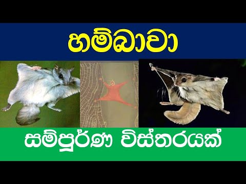 Hambawa පියාඹන ලේනුන් A news report