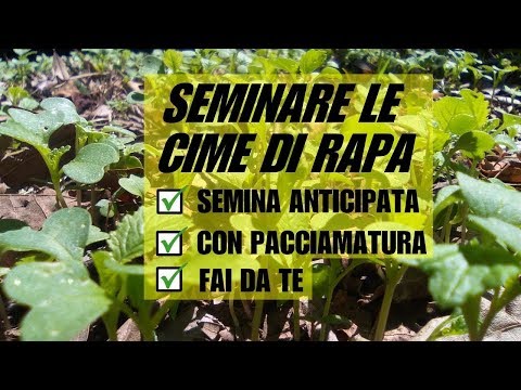 , title : 'SEMINARE LE CIME DI RAPA'