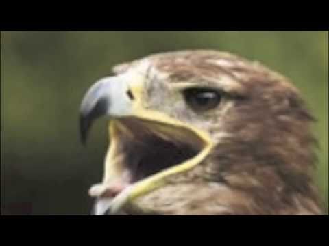 Tiroler Adler Marsch