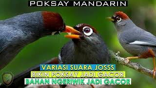 Download lagu POKSAY MANDARIN MANA YANG GAK NAYUT DENGAR SUARA POKSAY INI, DIJAMIN CEPAT NYAUT mp3 Download lagu POKSAY MANDARIN MANA YANG GAK NAYUT DENGAR SUARA POKSAY INI, DIJAMIN CEPAT NYAUT mp3