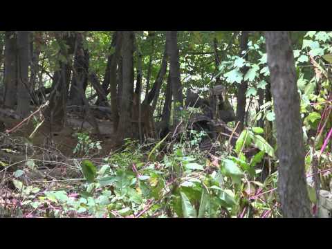 2014 GNCC Powerline Park Round 12 - ATV Episode