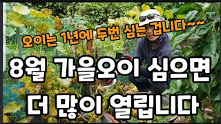 가을오이" 심기 빨리 서두르세요! #가을오이심는방법 #오이많이열리게하는방법 #오이크게열리게하는방법 #오이달게…
