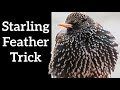 Starlings Change Their Spots Every Year