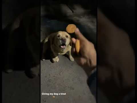 Teaching my dog how to catch a treat.