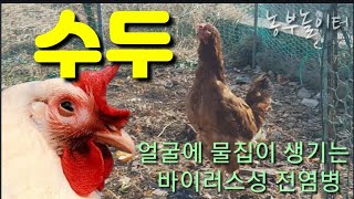 닭머리와 발이 붓고 물집 바이러스 닭감기치료. Chicken head and feet swollen and …