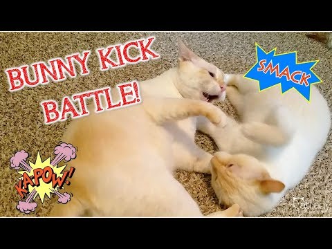 WrestleMEOWnia III: Battle of the Bunny Kicks (an example of cats playing healthily!) 💪🏼😻
