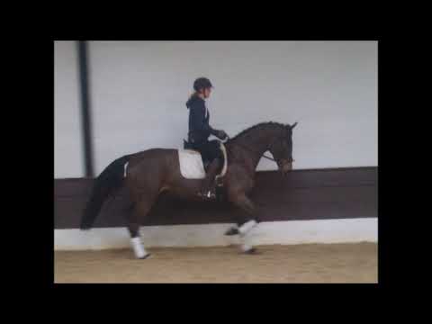 RONYALA 4j. v. Blue Hors Romanov - Fürst Heinrich VB 12.500,- Euro