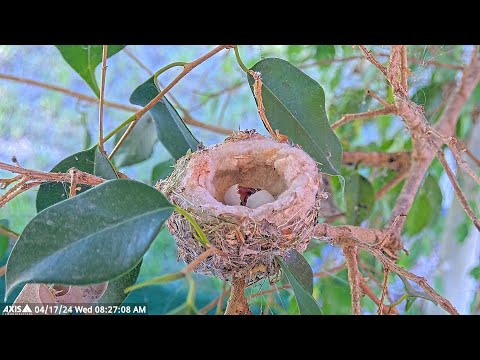 HATCH #1! Allen's Hummingbird Egg Number 1 Hatching. #babyhummingbirds #hummingbird #nest