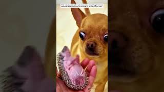 Saving a Lost Baby Hedgehog #hedgehog #animals #cute #rescue #wildlife #animalshorts