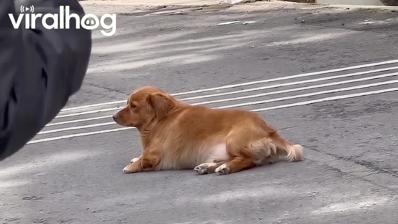 Deceptive Dog Begs for Treats || ViralHog