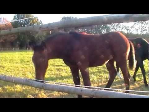 Pascoli immensi pieni di cavalli