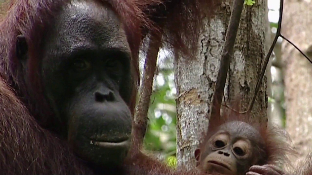 Living Planet Report, 2016 - Marco Lambertini