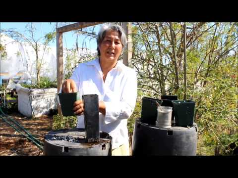 download lagu mp3 mp4 Growing Moringa Tree, download lagu Growing Moringa Tree gratis, unduh video klip Growing Moringa Tree