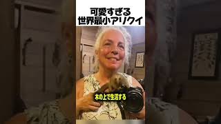 可愛すぎる世界最小アリクイ#ヒメアリクイ #動物 #雑学 #解説 #癒し動画 #珍獣 #可愛い生物 #生態