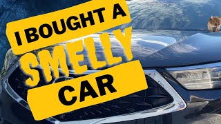 How to Get Pet Odor Out of Your Car | Meguiars Car Bomb