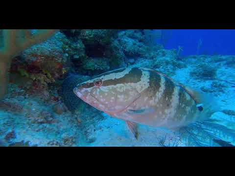 7 Grouper - scuba diving video