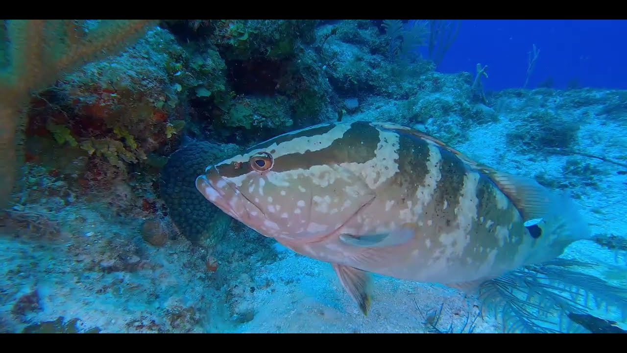 Reddish/Big Eyes - Caribbean Squirrelfish - Soldierfish videos, genus and species.