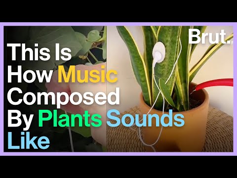Artist Invents Device That Can Listen To Plant Music