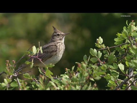 Illinois Rare Bird Alert