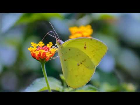 ATB feat. HALIENE - Pages