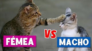 The differences between MALE and FEMALE cats that you DON'T KNOW! 😾😻