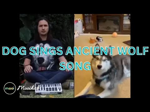 The Kiffness and Ancient Husky Haiku singing wolf songs about his people of the snow | #ancienthusky